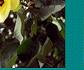 trainee_posterRow2xCol6.jpg